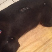 Remedies for a Dog with Bald Patches - little bald spots on a black dog