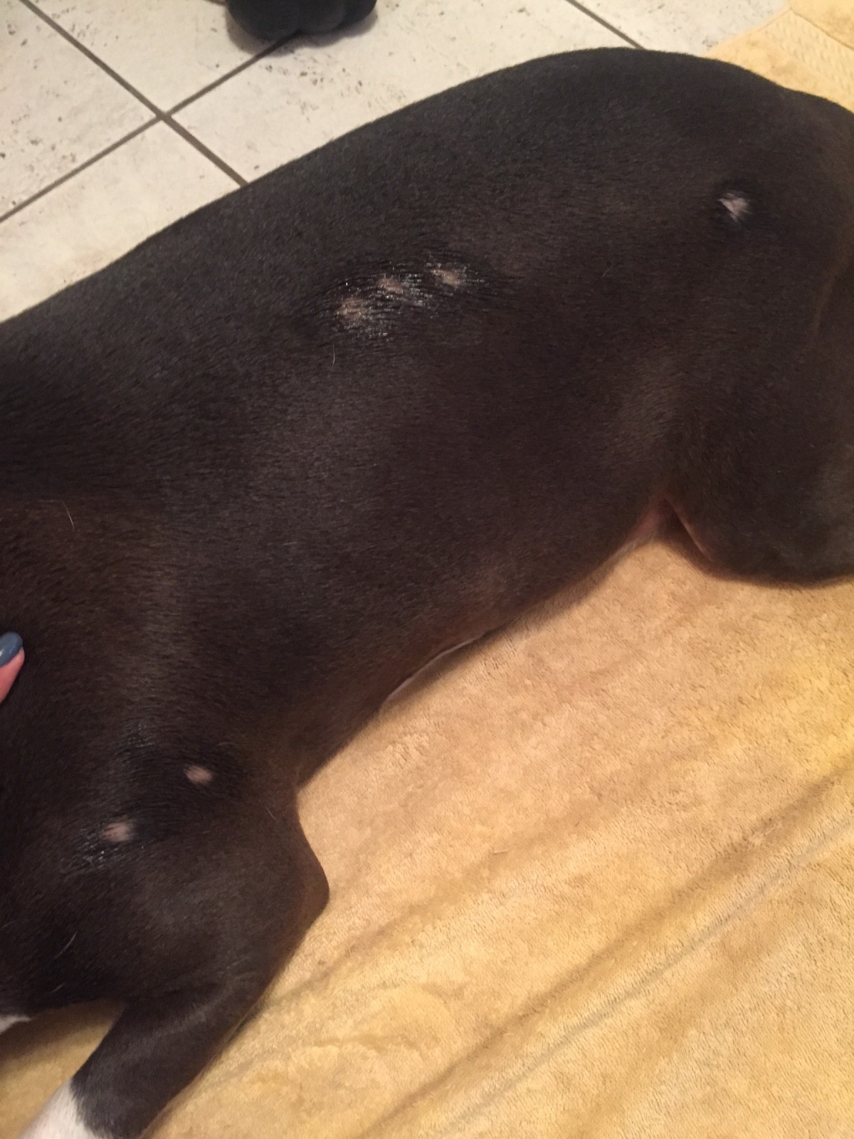 dog has small patches of fur missing