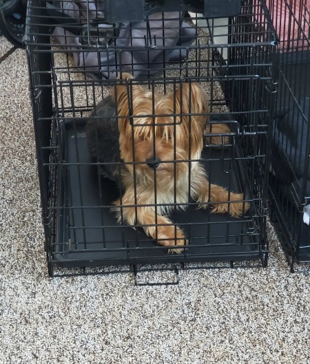 Levi Russell (Yorkie/Poodle) - Levi in his crate