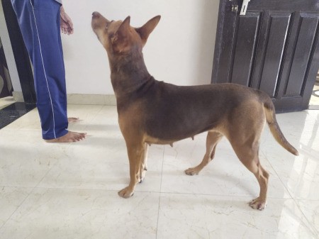 Dog standing in a room.