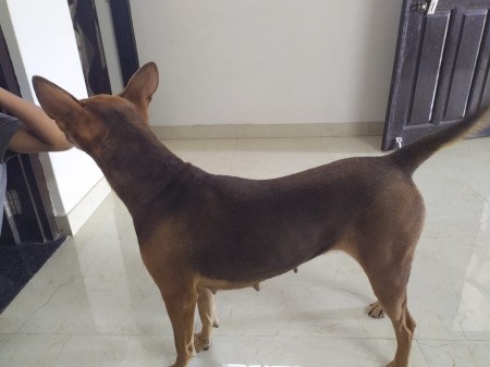 Dog standing in a room.