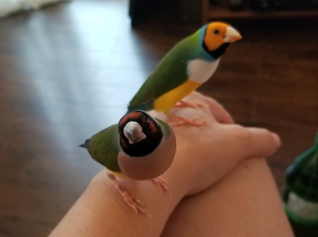Gouldian Finches Not Sitting on Eggs at Night - two birds perched on a person's hand