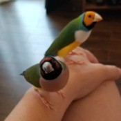 Gouldian Finches Not Sitting on Eggs at Night - two birds perched on a person's hand