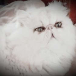Bradley (Persian) - very fluffy white Persian cat
