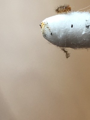 What Is This Bug? - hairy little bug on a Q-tip