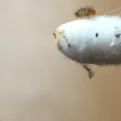 What Is This Bug? - hairy little bug on a Q-tip