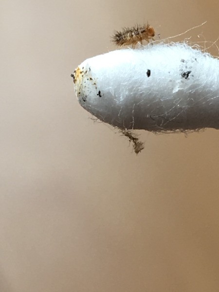 What Is This Bug?