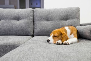 A dog sleeping on a grey sectional.