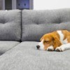 A dog sleeping on a grey sectional.
