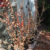 Potted Crepe Myrtle Trees Flowers and Leaves Dying - sad looking trees