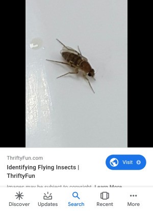 Identifying Flying Bugs