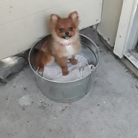 Pomeranian Puppies' Hair Seems Too Short