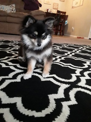 Pomeranian Puppies' Hair Seems Too Short  Hair - tri-colored Pom on the carpet