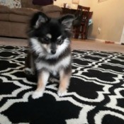 Pomeranian Puppies' Hair Seems Too Short  Hair - tri-colored Pom on the carpet