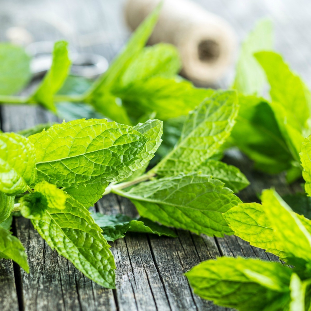 Freezing or Drying Mint Leaves? | ThriftyFun