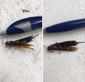 Identifying a Flying Insect - side by side photos of what appears to be a yellowjacket next to a pen