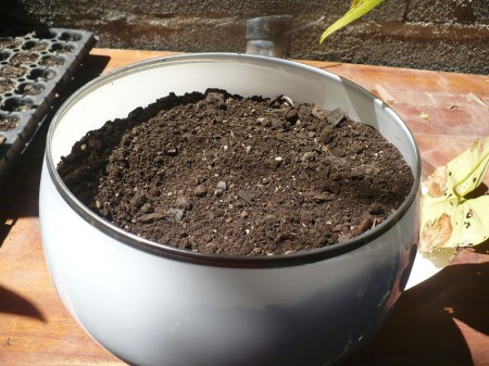 Recycled Glass Light Fixture Terrariums - fill almost to the top with potting soil