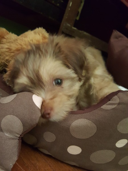 Shih Tzu Puppy Not Eating - puppy in a dog bed