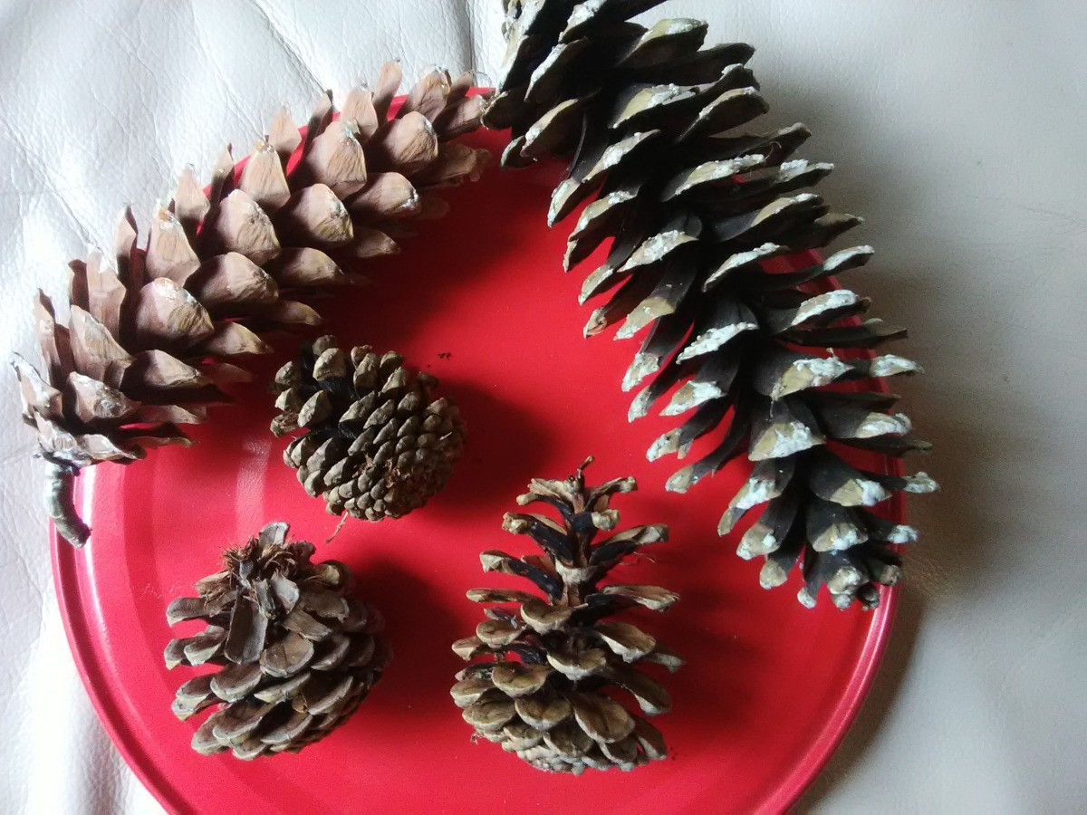 Selling Pine Cones? ThriftyFun