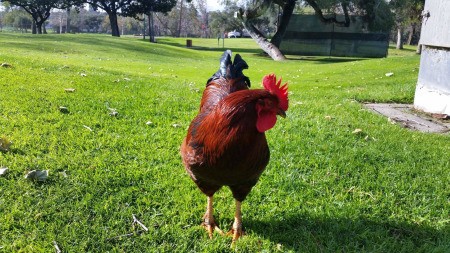 Rooster - on a golf course