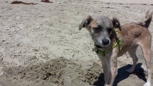 What Breed Is My Dog? - small brown and tan dog at the beach