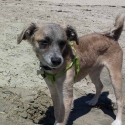 What Breed Is My Dog? - small brown and tan dog at the beach