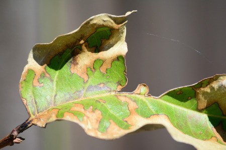 A brown crepe myrtle leaf.