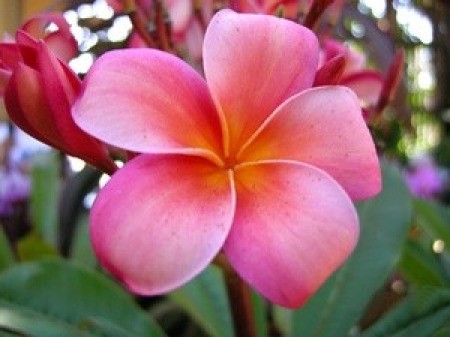 A beautiful pink plumeria flower.