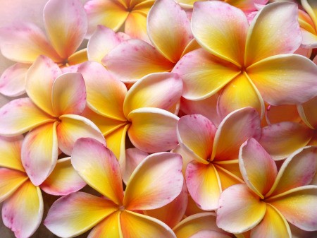 Pink and yellow plumeria blossoms.