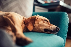 A dog sleeping on the sofa.
