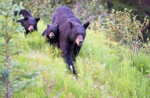 A family of black bears walking through the forest.