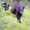 A family of black bears walking through the forest.