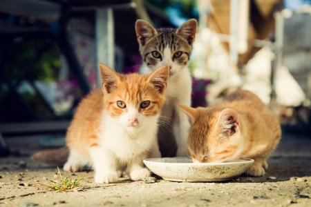 Three kittens drinking from a dish.