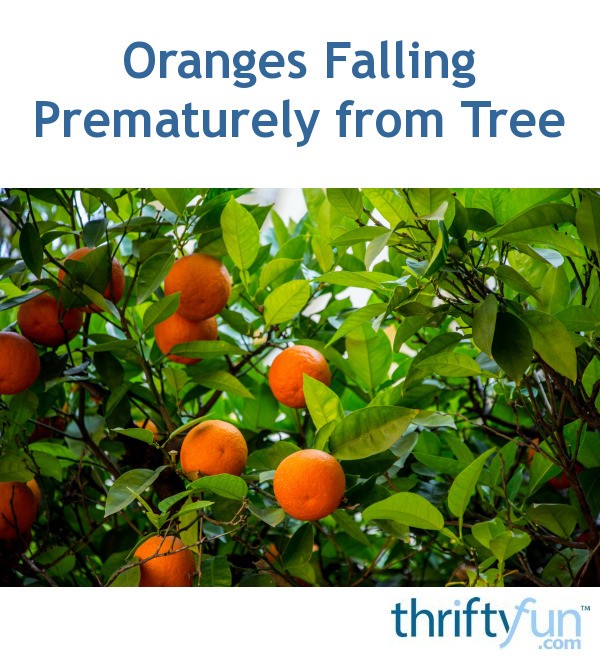Oranges Falling Prematurely from Tree? ThriftyFun