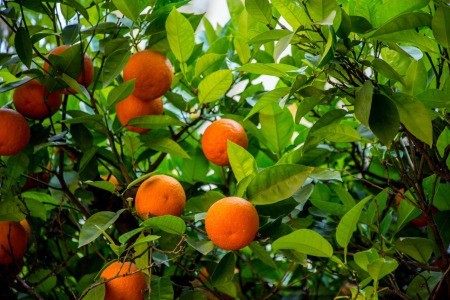 An orange tree with oranges and green leaves.