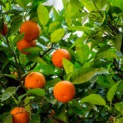 An orange tree with oranges and green leaves.