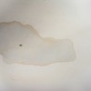 A water stain on a ceiling.