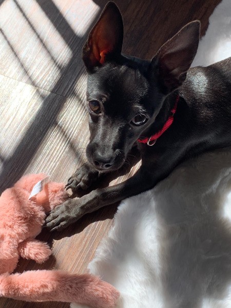 Is My Puppy a Chiweenie? - closeup