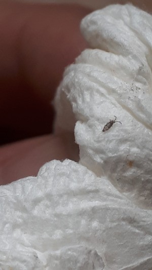 Identifying a Household Bug - grey bug with long antennae