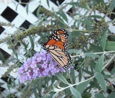 Butterfly on Butterfly Bush - butterfly on flower