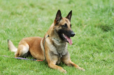 A Belgian Malinois lying on the grass.