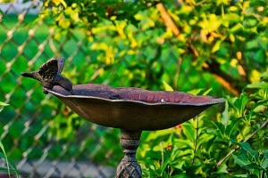 A metal birdbath.