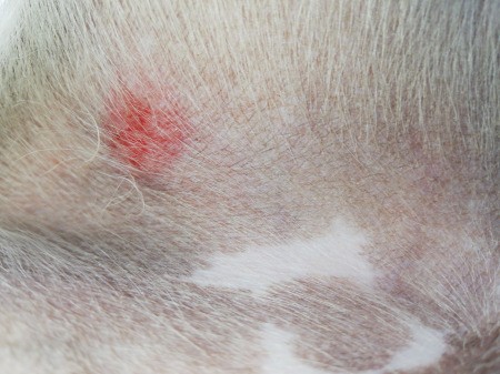 Bumps and Lumps on a Dog? | ThriftyFun