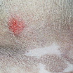 What Is This Spot on My Dog? - red bump on dog