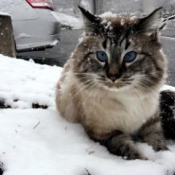 Louis (Ragdoll) - cat in the snow