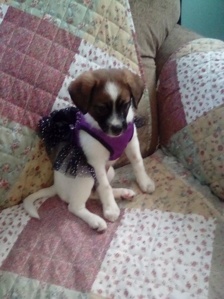 Rhea (Mixed Breed) - tricolor puppy with mostly white fur wearing a black tutu