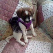 Rhea (Mixed Breed) - tricolor puppy with mostly white fur wearing a black tutu