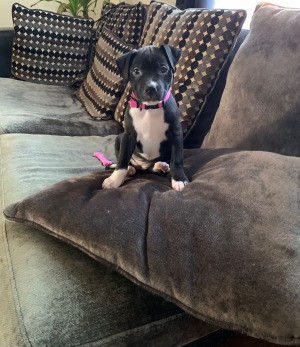 Is My Dog a Full Blooded Pit Bull? - black and white puppy on the couch