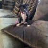 Is My Dog a Full Blooded Pit Bull? - black and white puppy on the couch
