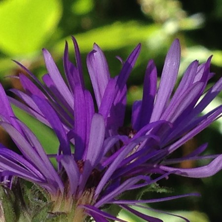 Early October Aster - deep purple aster closeup